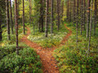 Crossroads in the forest Crossroads in the forest