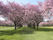 japanische kirschblüte