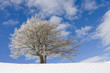 arbre enneigé