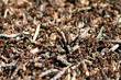 Ant hill covered the sun. 