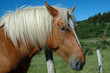 Comtois draught horse -Head and neck