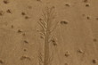 dessin sur sable
