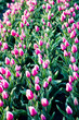 nice tulip field