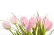 Bouquet of pink tulips over white background
