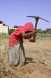 village woman working in field, rajasthan, india