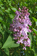 lilas