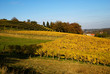 vineyards in the Jurancon region of Southwest France