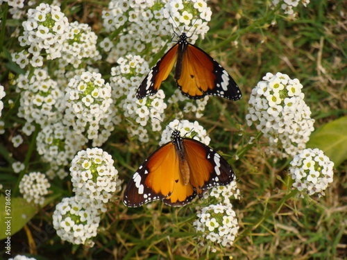 Foto: Two butterflies at the same time Two butterflies at the same time