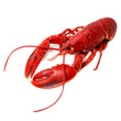 whole red lobster isolated on white background
