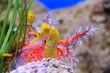 Foto: seepferdchen seepferdchen