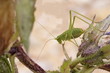 Sauterelle ponctuée (Leptophyes punctatissima)