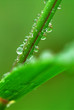 Big water drops on a green grass, macro