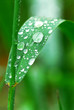 Big water drops on a green grass blade