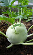 Kohlrabi growing in a rural greenhouse