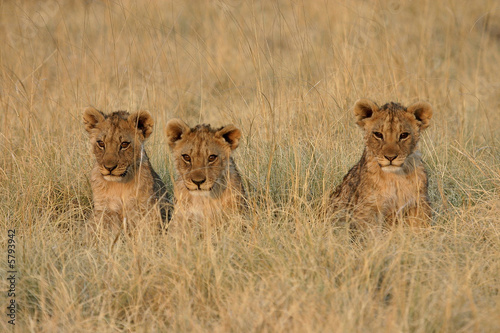 3lions