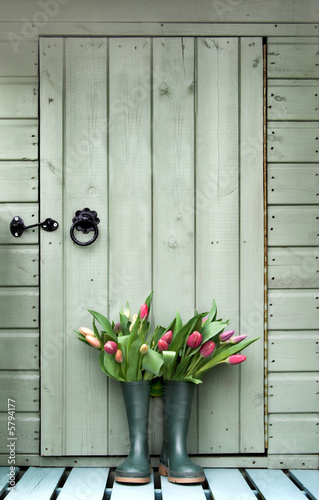 Photo: Tulips in boots outside garden shed Tulips in boots outside garden shed
