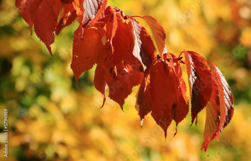 Photo: Cherry tree leaves in autumn Cherry tree leaves in autumn