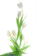 white tulips