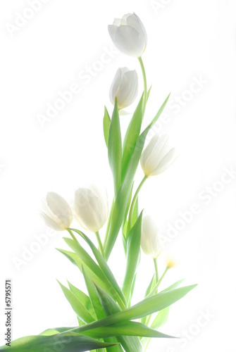 Photo: white tulips white tulips