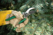 horticulture