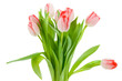 isolated tulips
