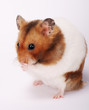 Hamster frisst