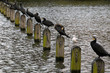 Cormorans