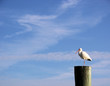white ibis and beautiful blue florida sky