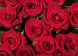 Red roses