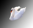 Beautiful swan