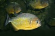 Piranha
