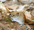 Mouse Mouse
