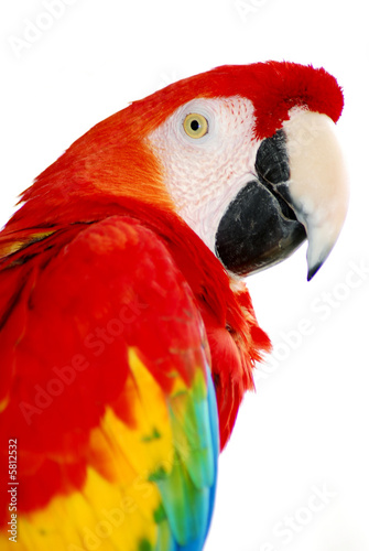 Red Macaw