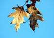 leaves