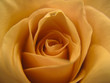 Rose gelb