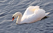 swan in the river