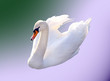 a very nice swan