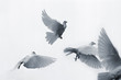 Flying white pigeons