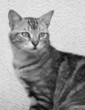 chat devans le mur