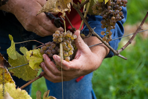 grapes are harvested for sweet white Jurancon wines. grapes are harvested for sweet white Jurancon wines.