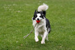 Playful border collie carrying a ball Playful border collie carrying a ball