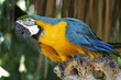 Colourful parrot