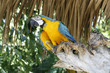 Parrot