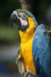 Wet parrot