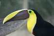 Bird-beak