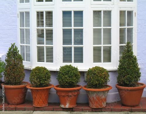 Photo: row of potted trees row of potted trees