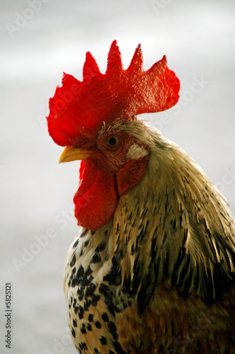 The cock v1.14