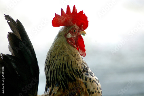 The cock v1.15