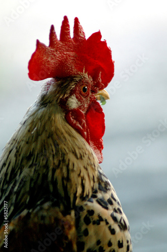 The cock v1.17