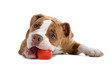Renaissance Bulldog dog isolated on   white  